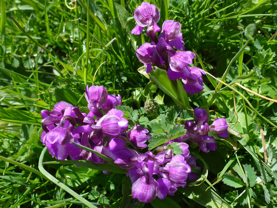 Developing flowers