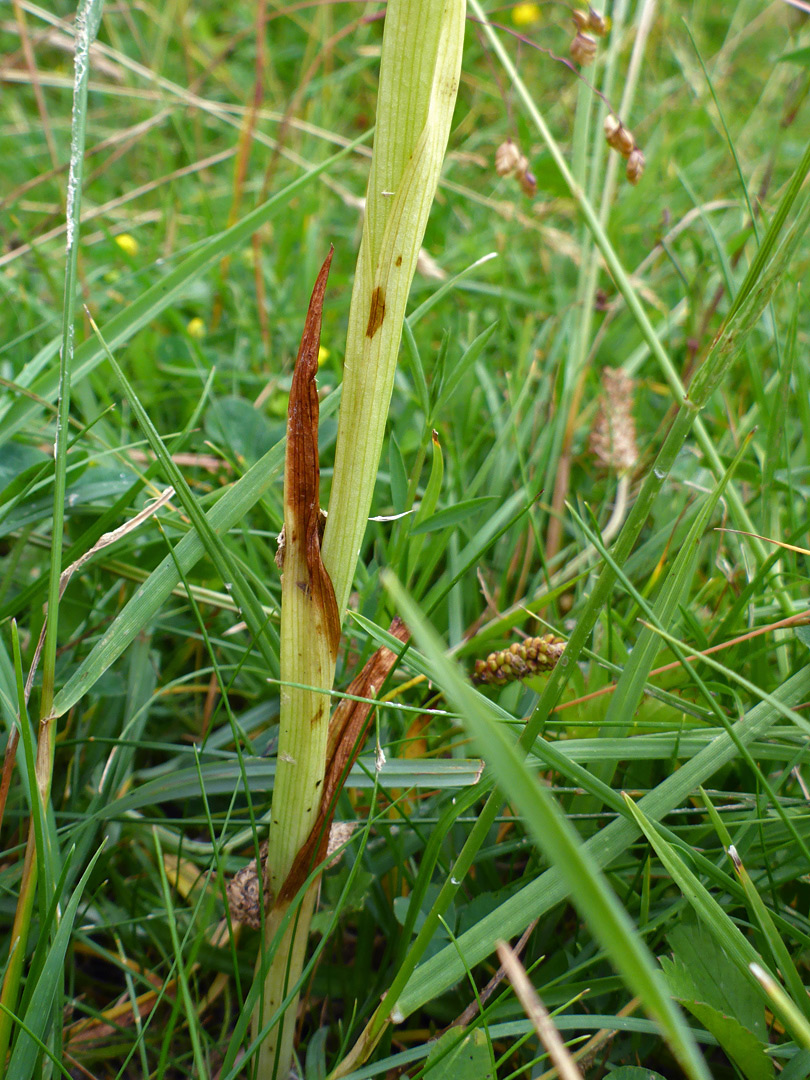 Withered lower stem leaves
