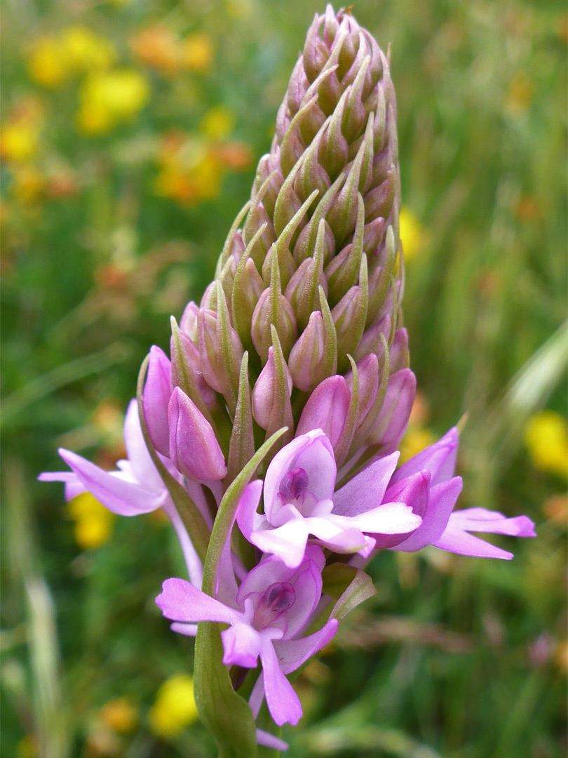 Pyramidal orchid