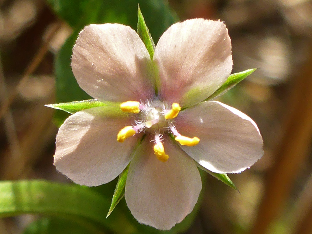 Pale orange petals