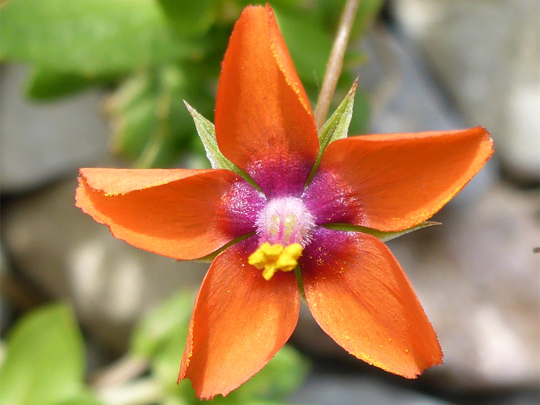 Orange-red flower