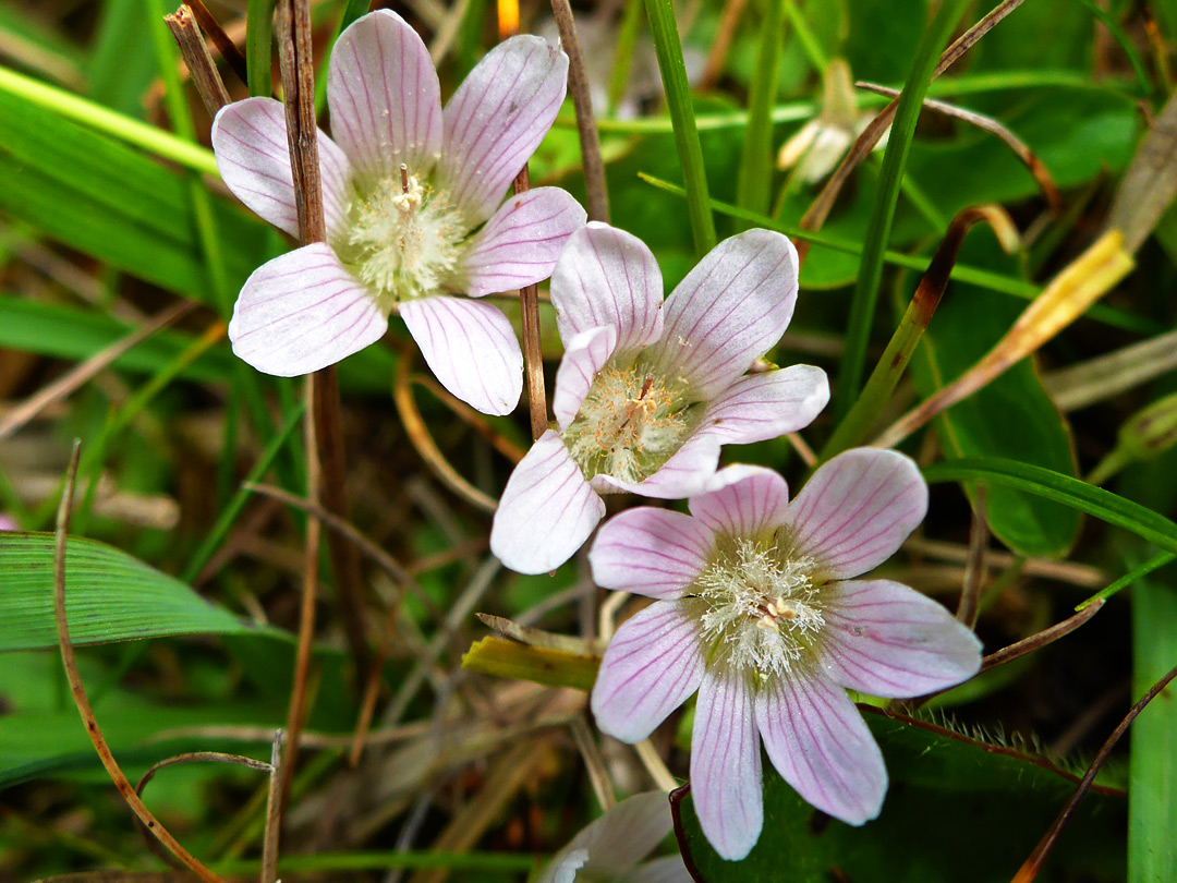 Pale pink flowers