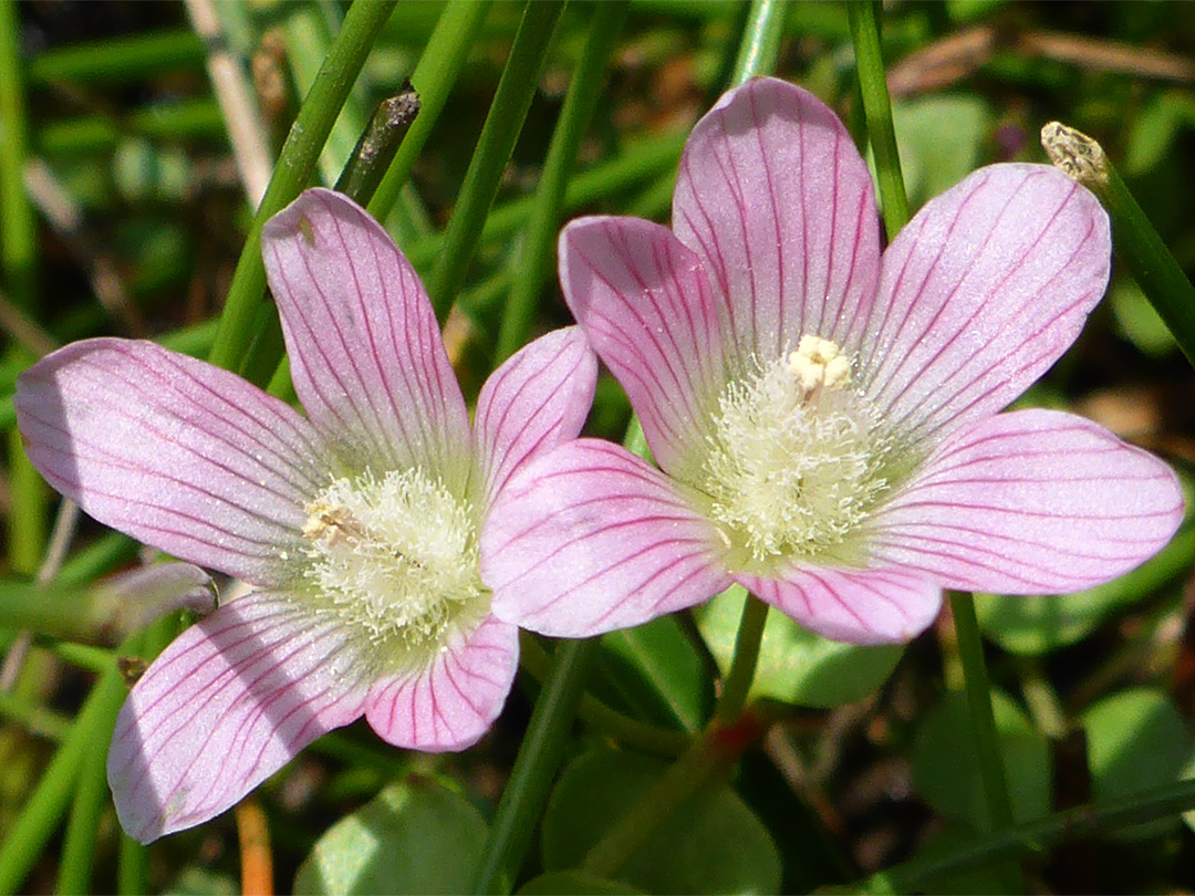 Pair of flowers