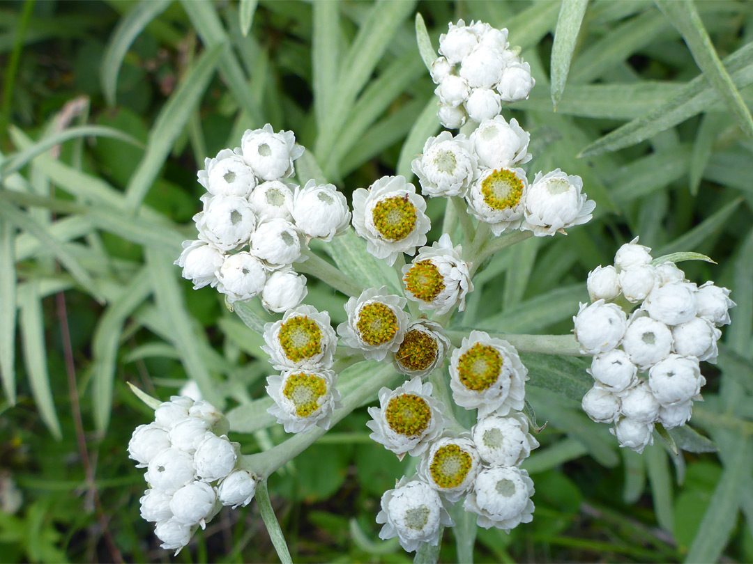 White and yellow flowerheads