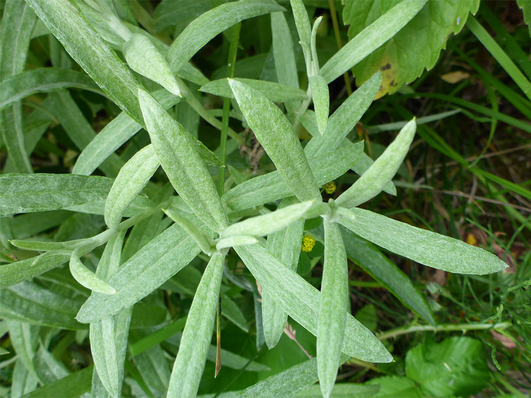 Narrow leaves