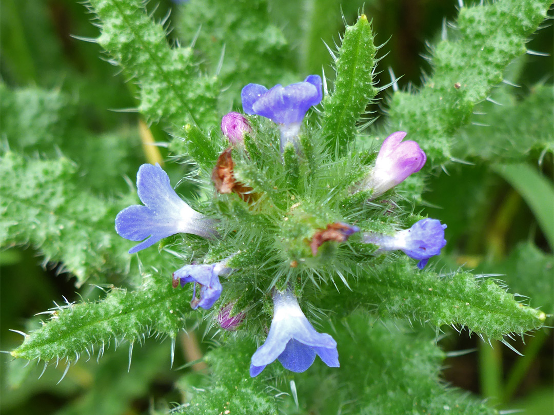 Blue-white flowers