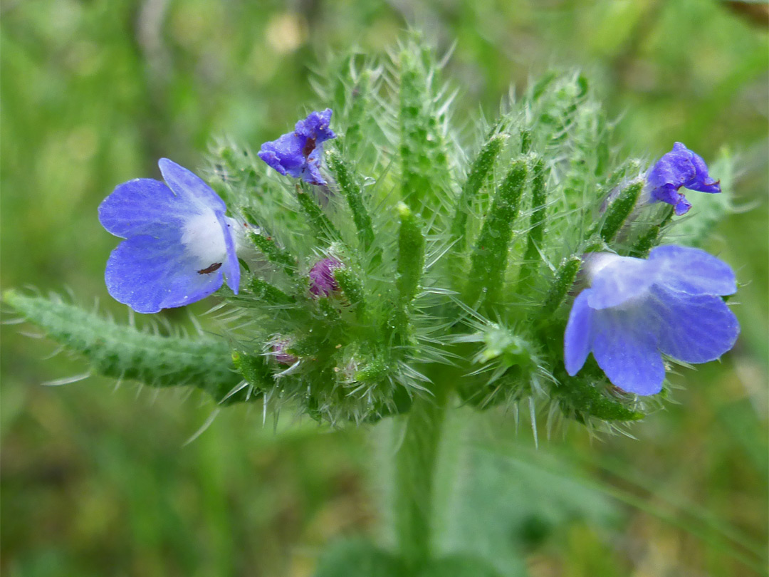 Flowers and bracts