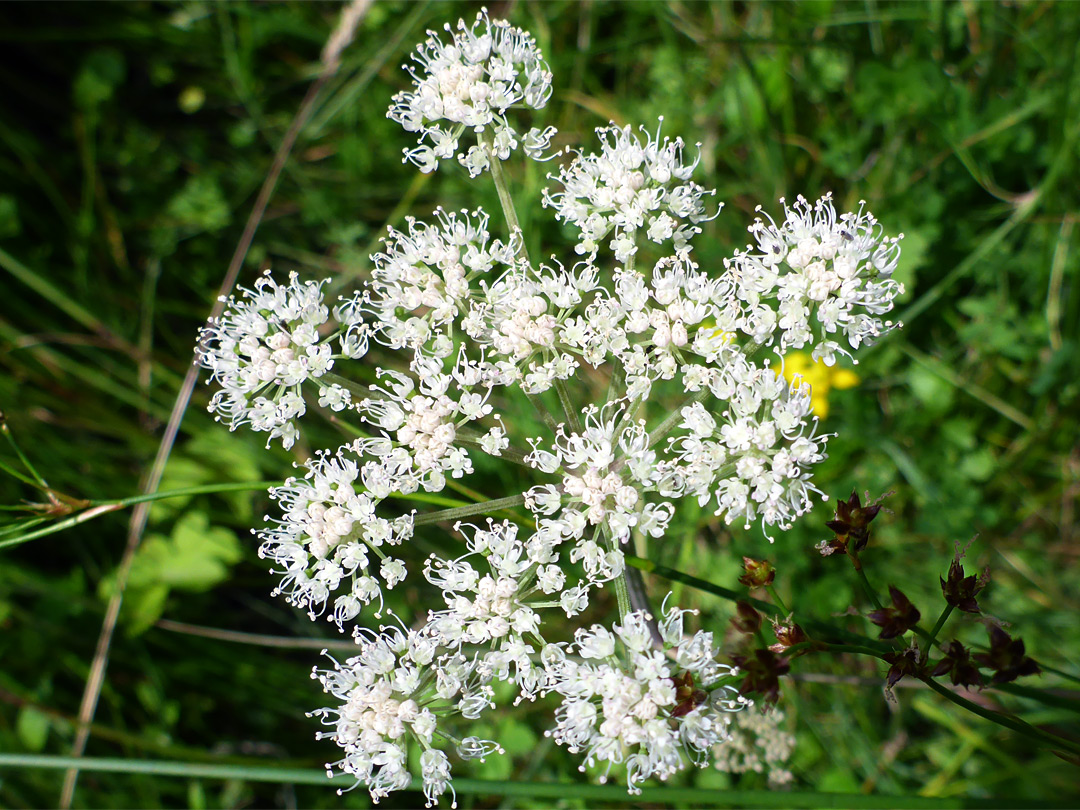 Flat-topped flower cluster