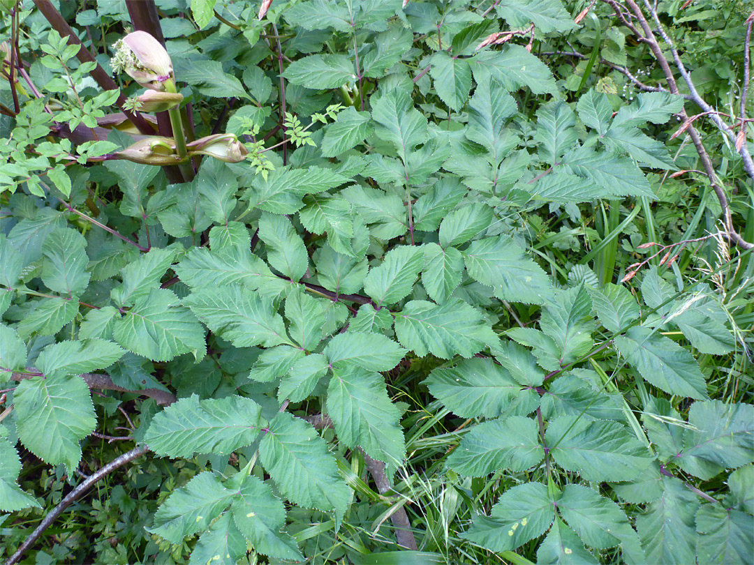 Large, divided leaves