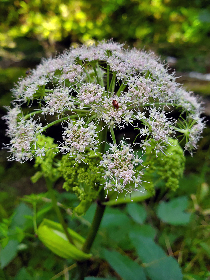 Pinkish-white inflorescence