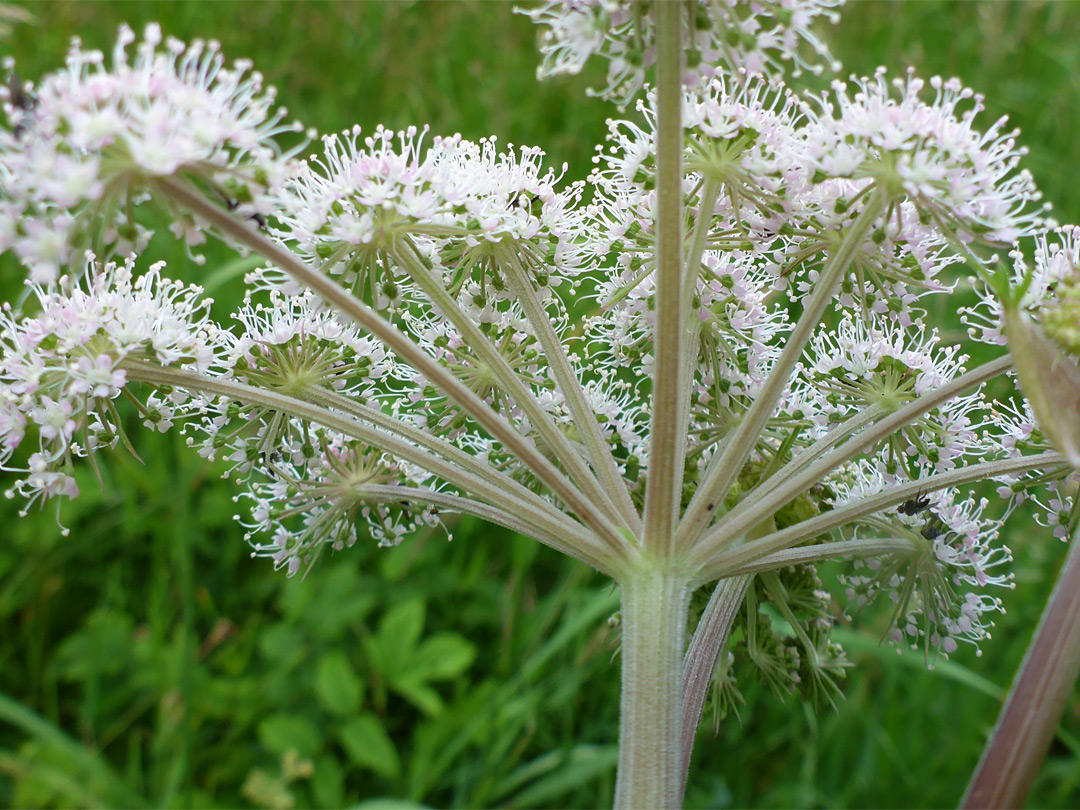 Ridged stem and pedicels