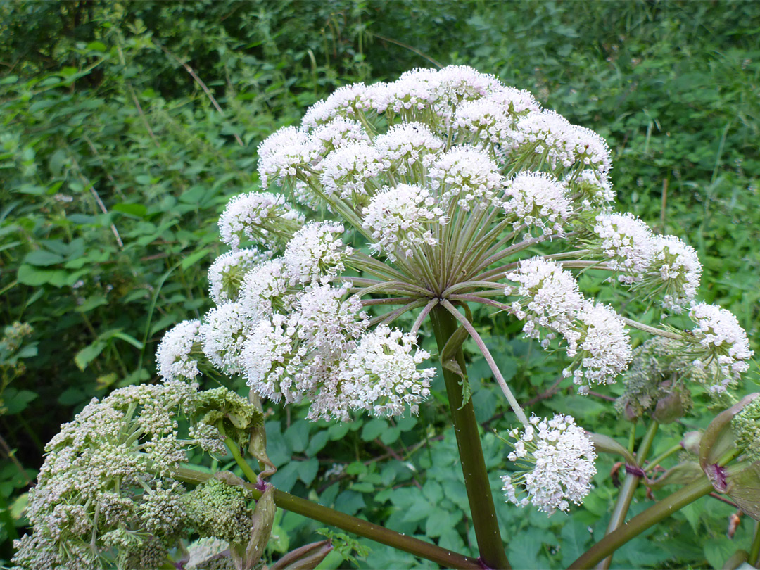 Domed inflorescence