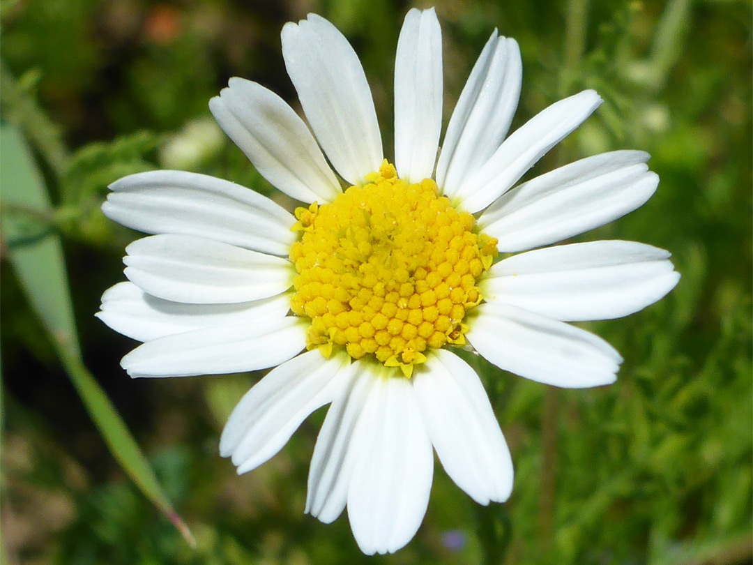 White and yellow flowerhead