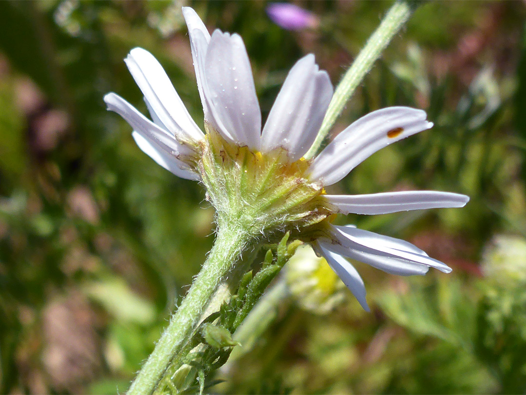 Sparsely hairy phyllaries