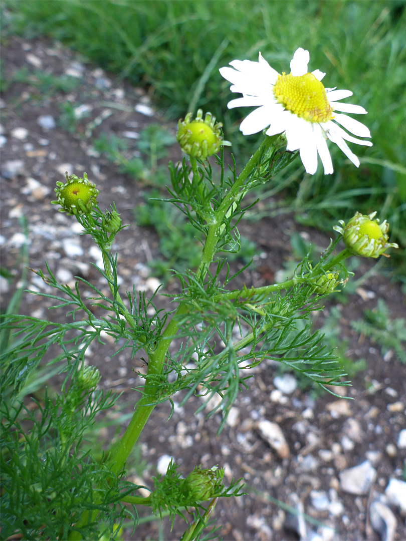 Flowerheads and leaves