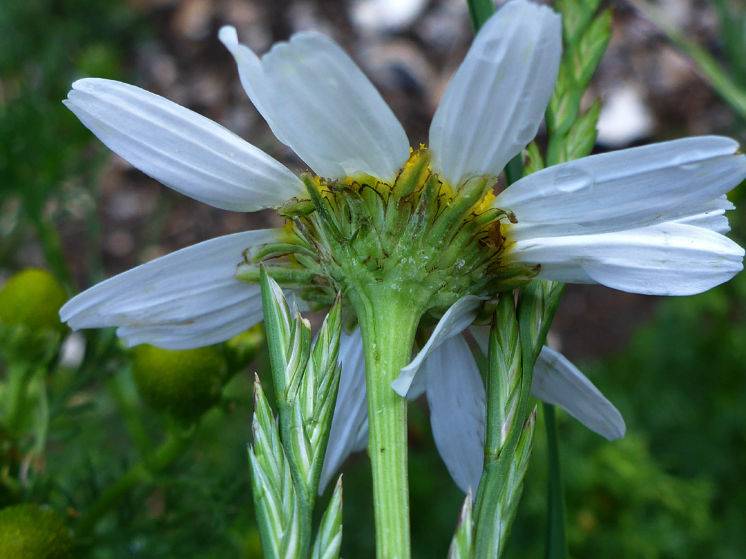 Brown-edged phyllaries