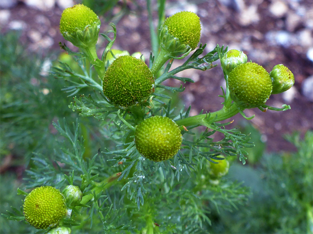 Developing flowerheads