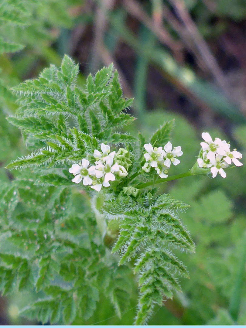 Finely-divided leaves