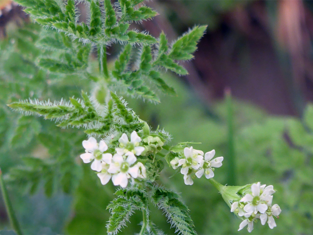 Leaves and flowers