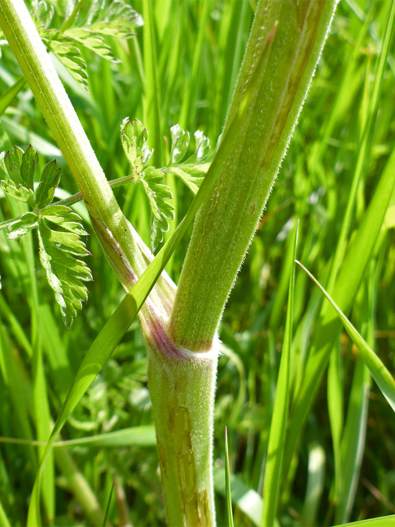 Downy stem