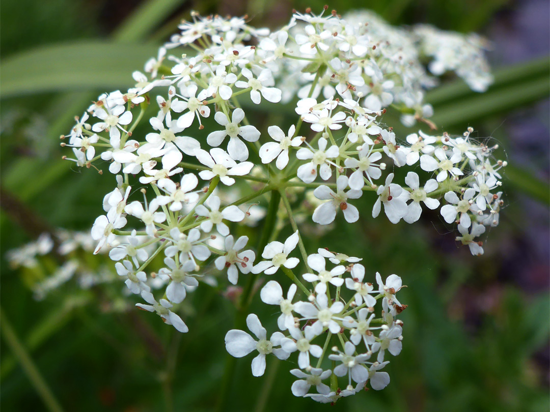 Inflorescence