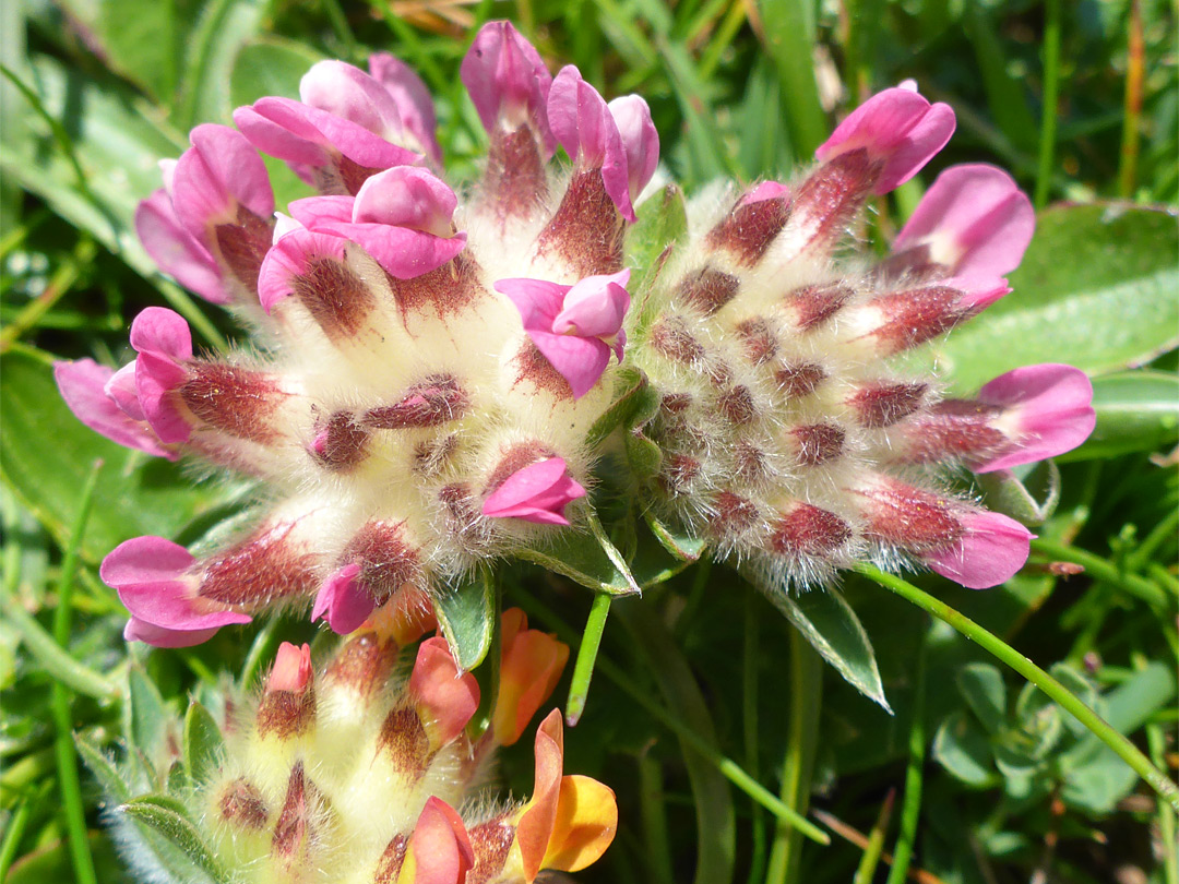 Pink-flowered variety