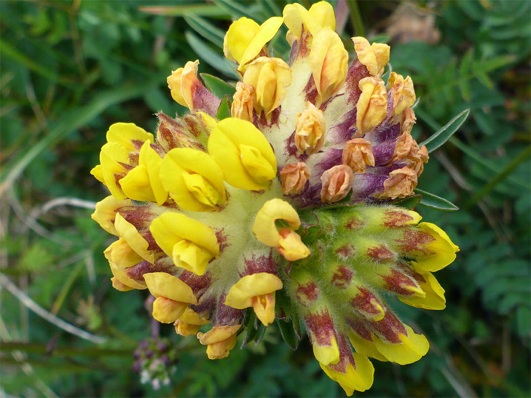 Three flower clusters