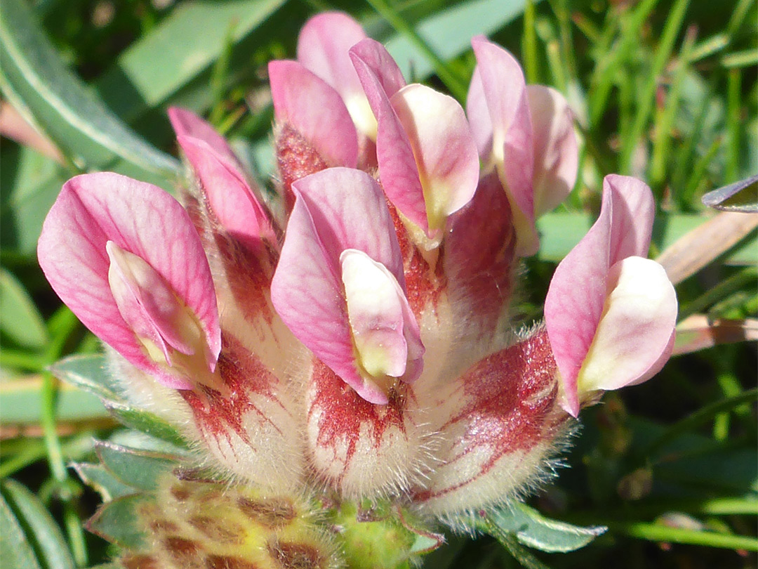 Creamy pink flowers