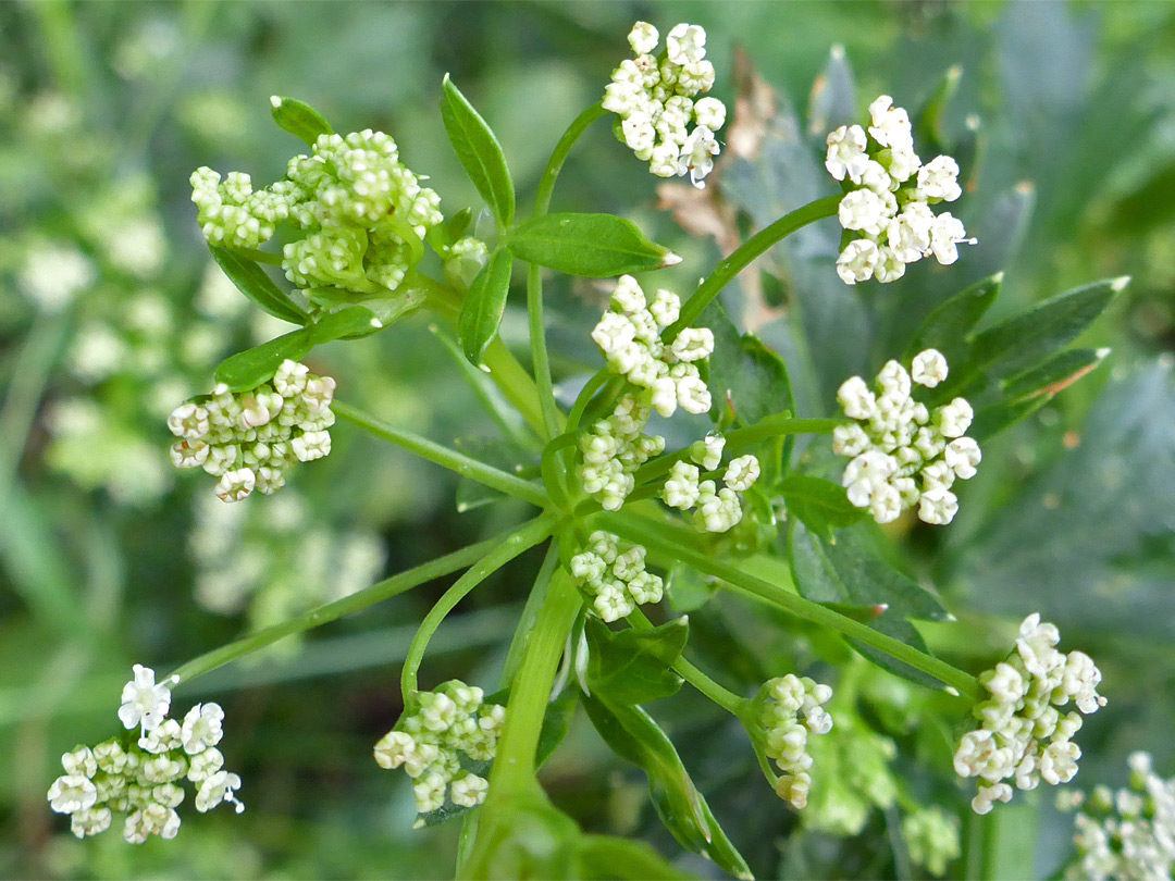 Small white flowers