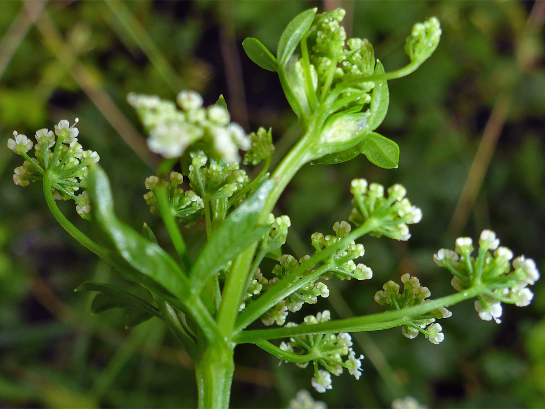 Hairless inflorescence