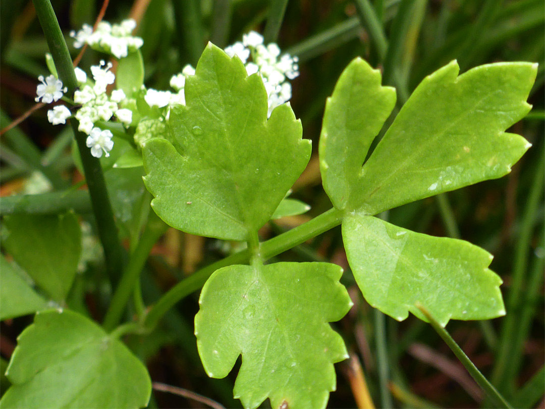 Pinnate leaf