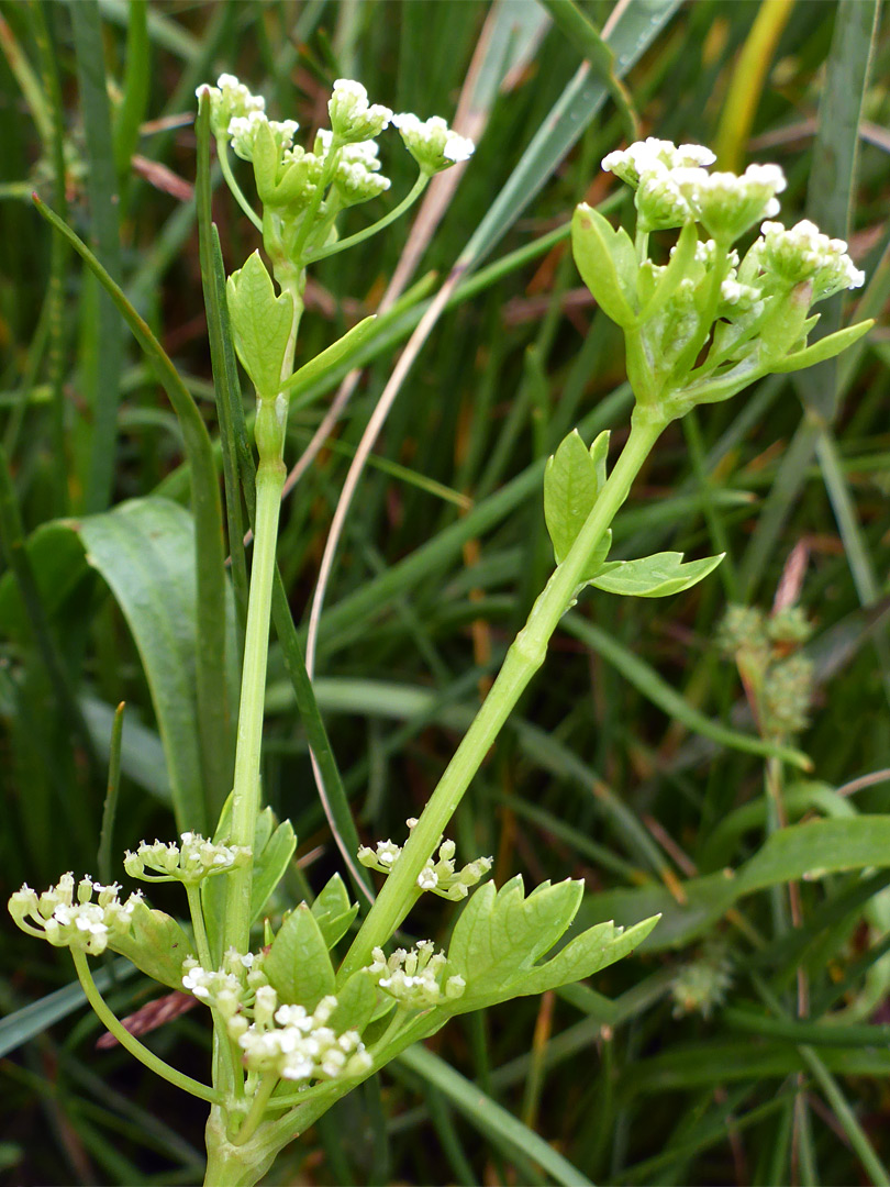 Flowering stem