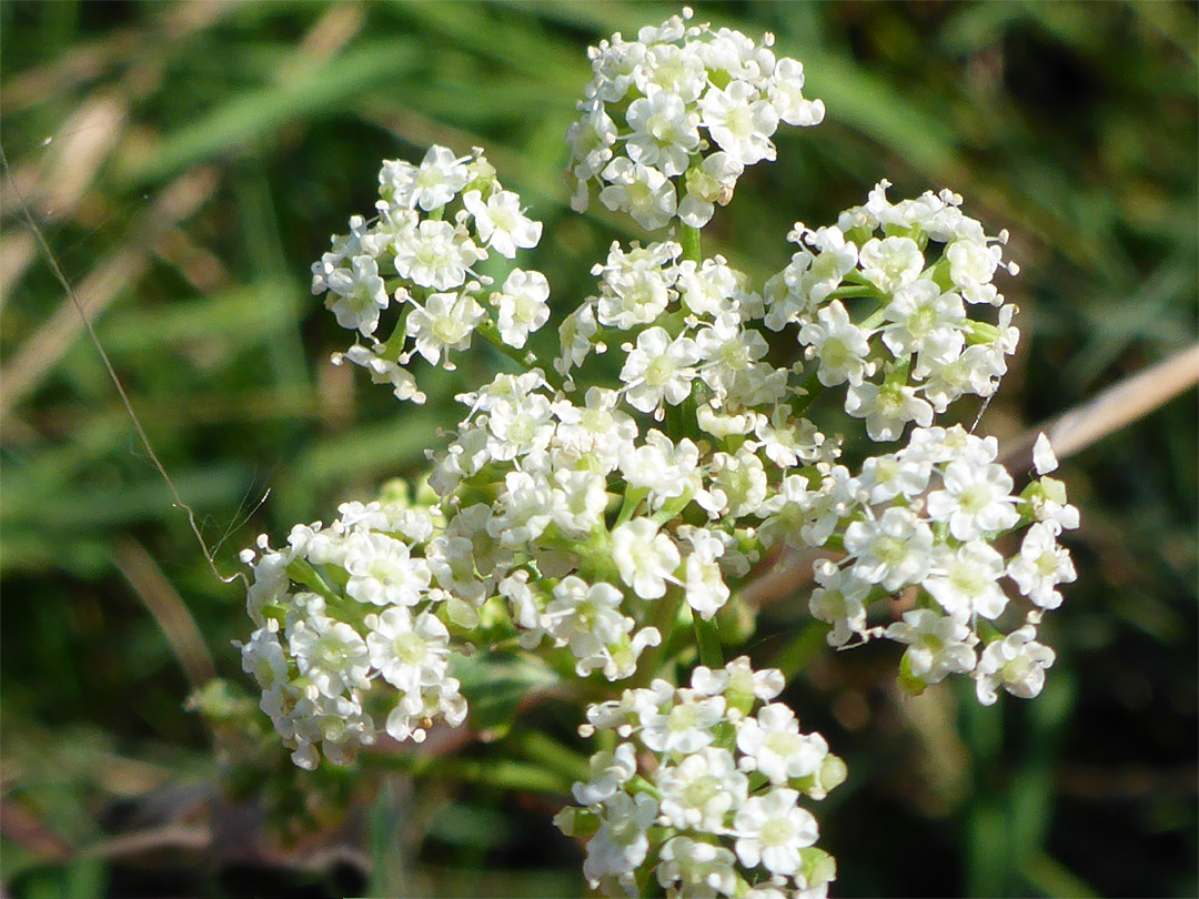 Tiny white flowers