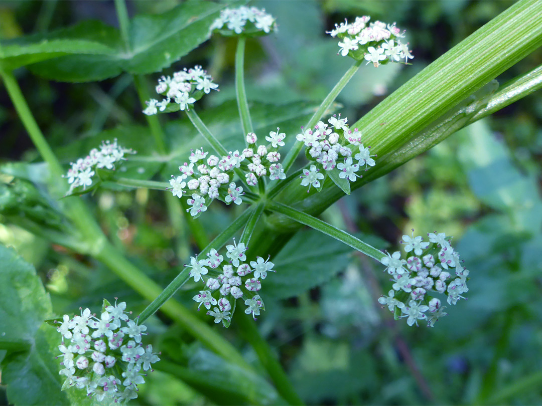 Flowers at leaf node