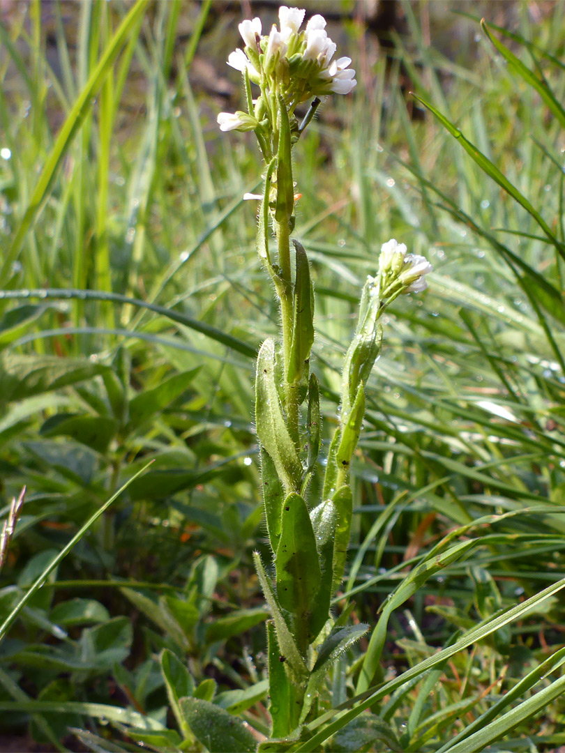 Flowering stem