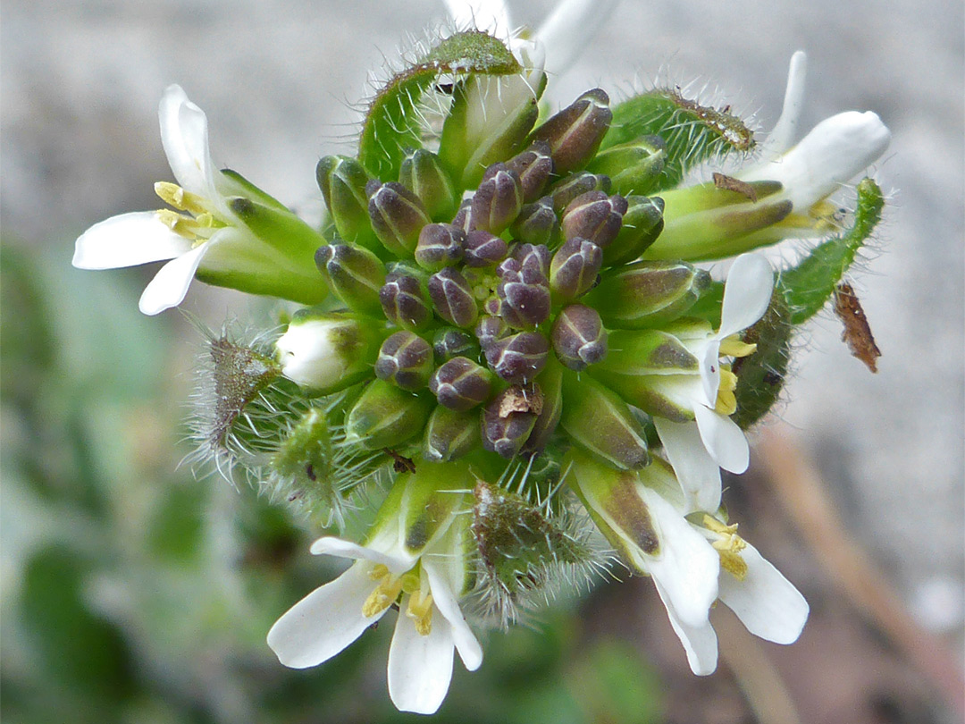 Hairy rockcress