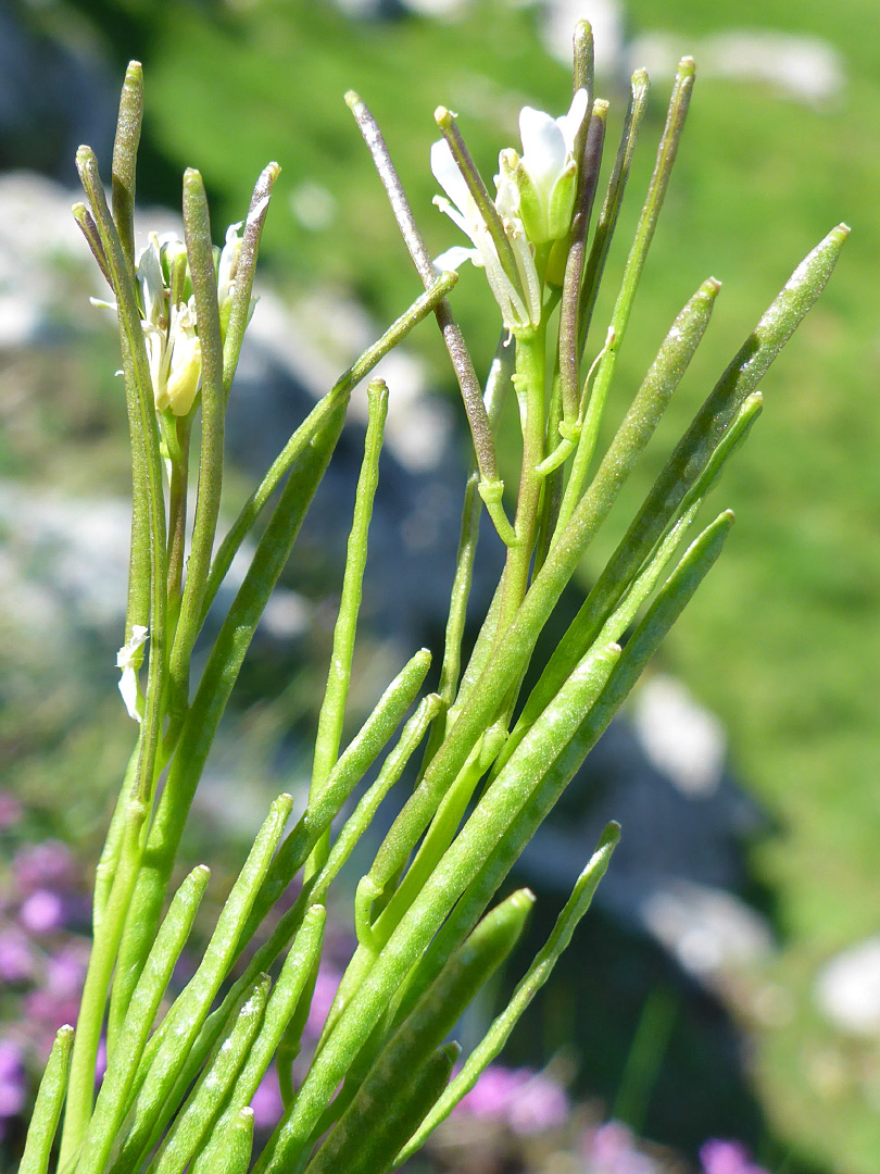 Slender, clustered seed pods