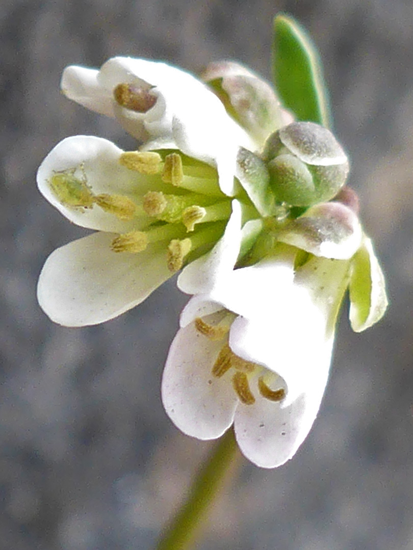 Flower cluster