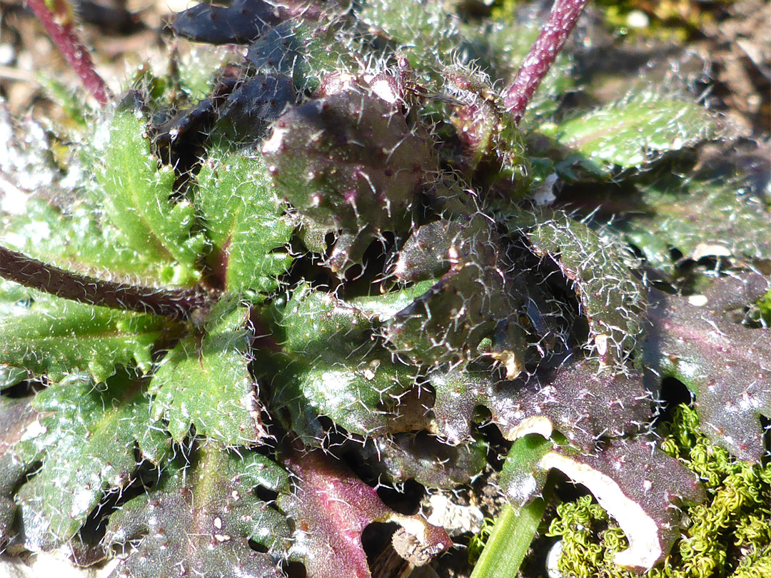 Branched leaf hairs