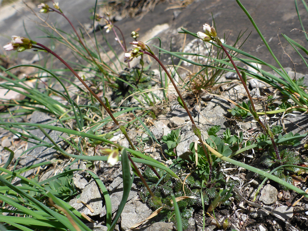 Group of stems