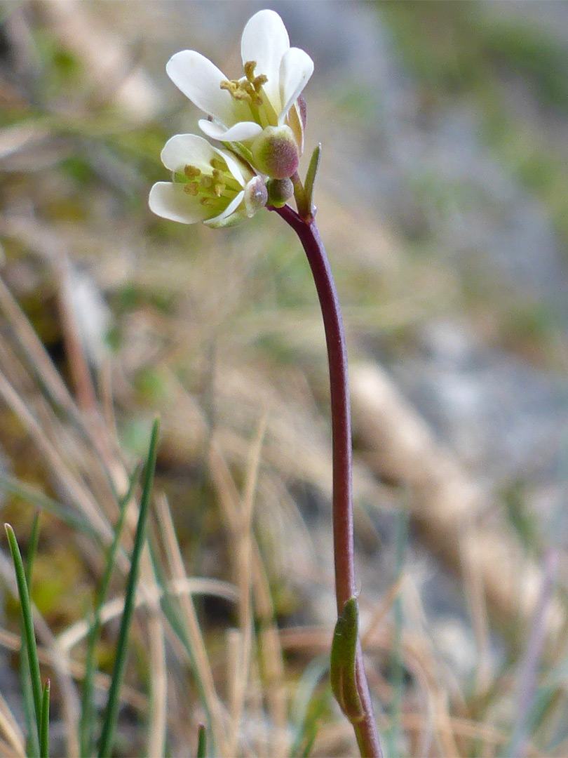 Flowers and stem leaf