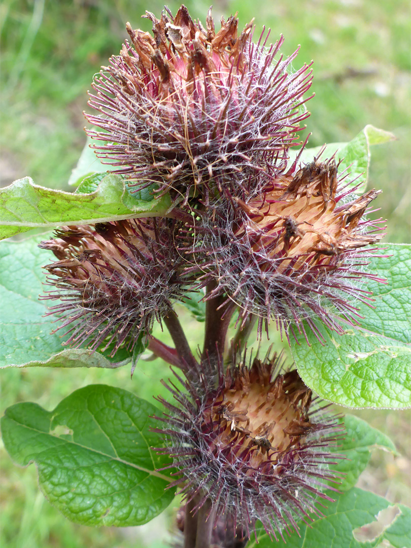 Withered florets