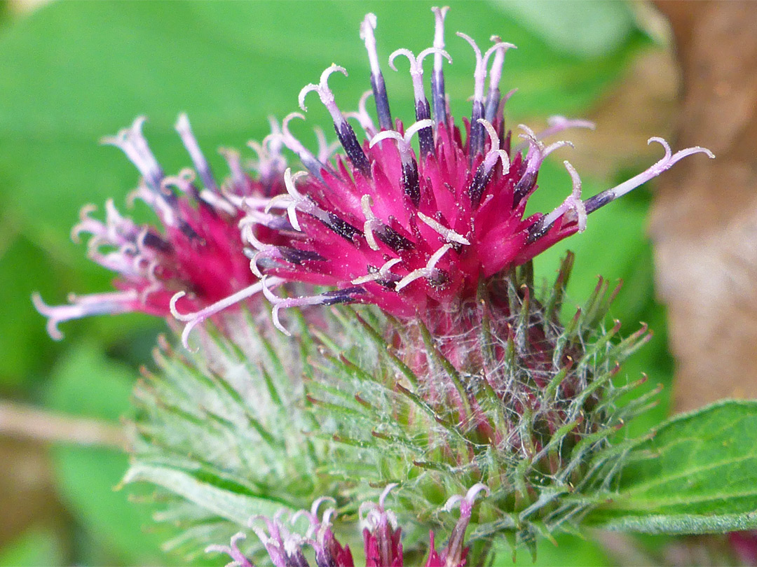 Reddish-purple florets