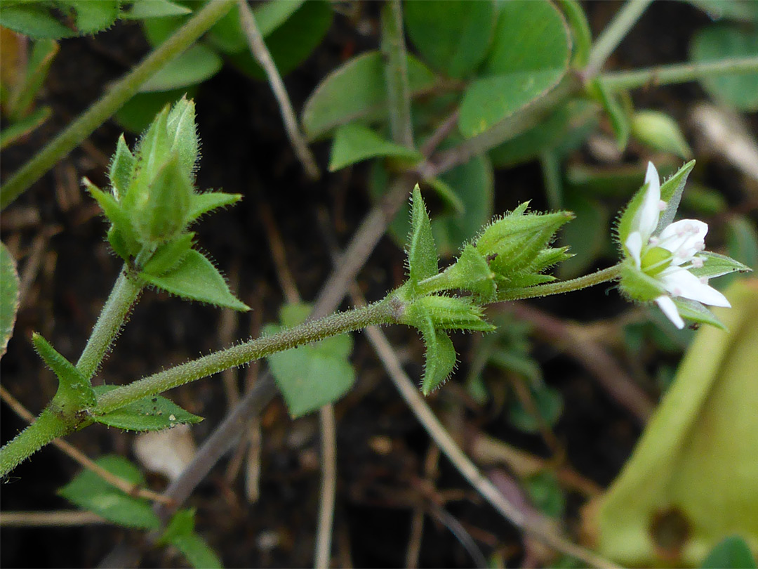 Glandular stalk