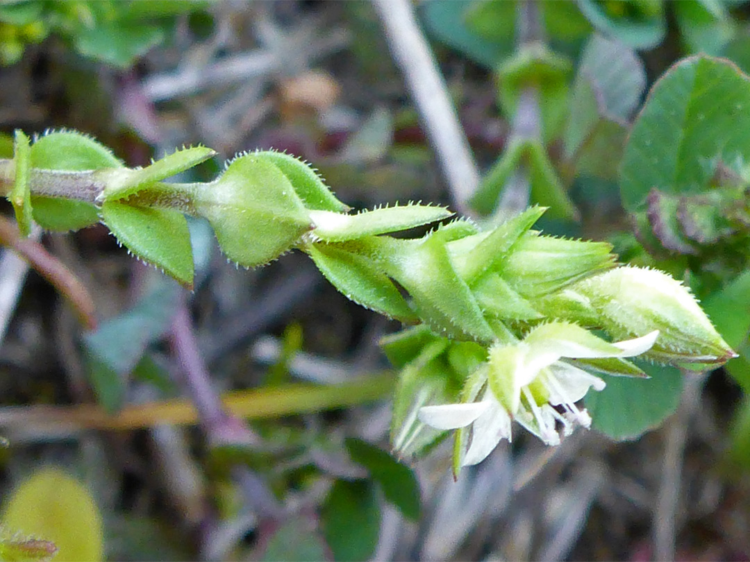 Closely-spaced leaves