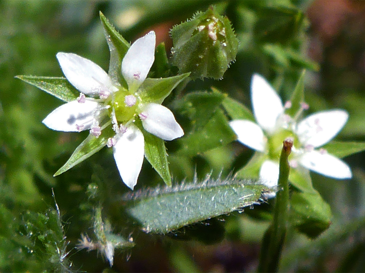 Two flowers