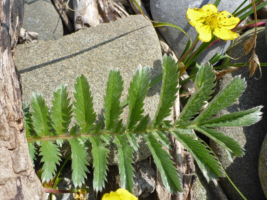 Compound leaf