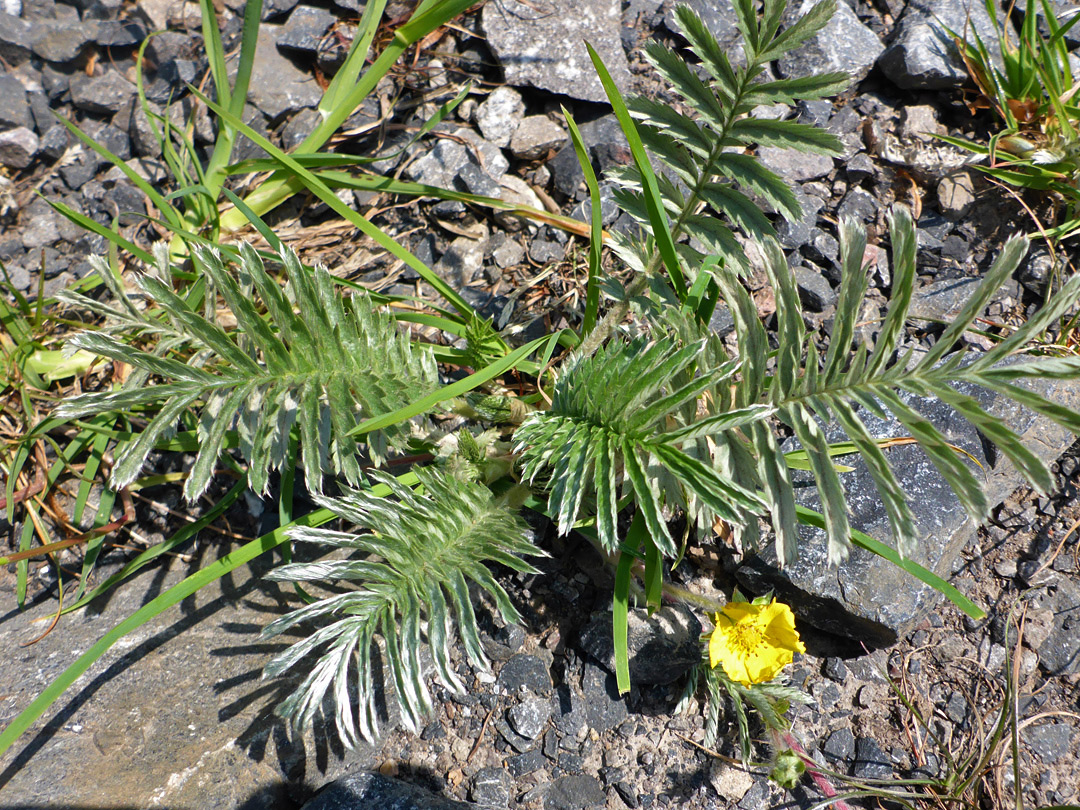 Early spring plant