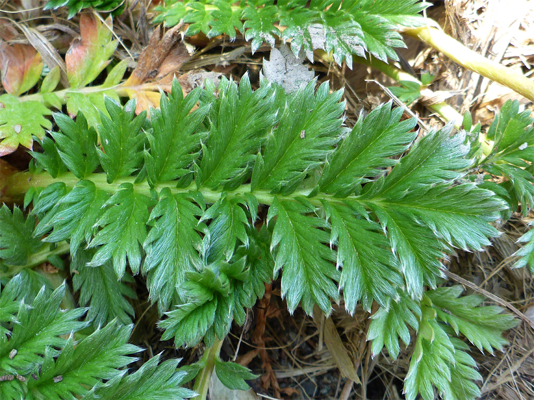 Pinnate leaf