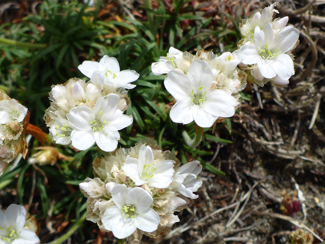 Sea thrift